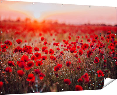Gards Tuinposter Rode Klaprozen Bloemenveld Zonsondergang - 180x120 cm - Tuindoek - Tuindecoratie - Wanddecoratie buiten - Tuinschilderij