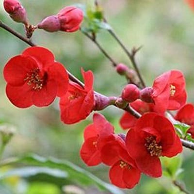 Chaenomeles Superba 'Fire Dance' - Dwergkwee - 30-40 cm pot: Struik met helderrode bloemen in het voorjaar, gevolgd door geel fruit.