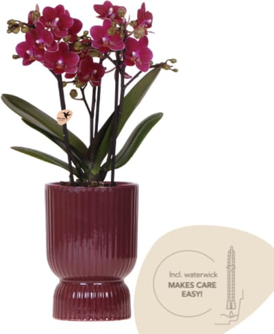 Kolibri Orchids | Paarse Chamonix orchidee + rode Diabolo sierpot | potmaat Ø9cm | bloeiende kamerplant – vers van de kweker | incl. waterreservoir