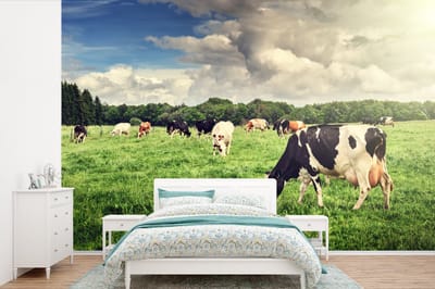 Behang - Fotobehang Koeien - Weiland - Natuur - Dieren - Landschap - Breedte 600 cm x hoogte 400 cm