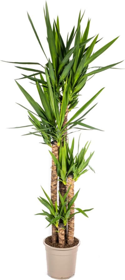Plantenboetiek.nl | Yucca Elephantipes - Ø27cm - 150-170cm hoog - Kamerplant - Groenblijvend