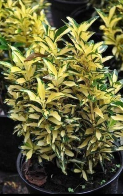 2 x Euonymus jap. 'Aureus' ('aureopictus') - Japanse Kardinaalshoed, Kardinaalsmuts , 20- 25 cm in pot