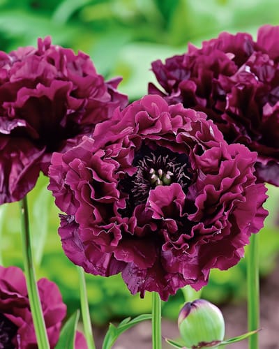 2 sets - Klaproos Zaden Black Paeony Eenjarig Donkerpaars Dubbelbloemig 80 Cm