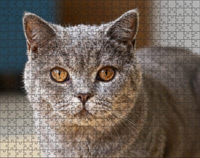 Puzzel Britse Korthaar | 500 stukjes | Dierenpuzzel | Kattenpuzzel
