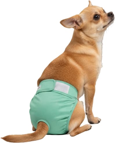Loopsheidbroekje hond Mintgroen Maat XS - Wasbaar - Zeer kleine honden
