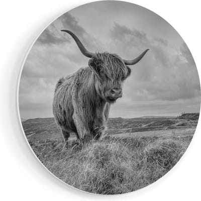 Artaza Forex Muurcirkel Schotse Hooglander In De Wei - Zwart Wit - 40x40 cm - Klein - Wandcirkel - Rond Schilderij - Wanddecoratie Cirkel