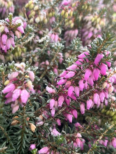 Winterheide Roze - 10 Stuks - Erica carnea 'Winter Beauty' - P9.5 - Plant - Tuinplant - Heide