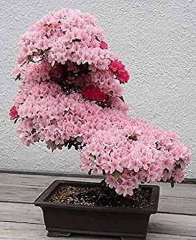 Japanse Zaden - Bonsai Bloesem - Tuinieren Buiten - Makkelijk Groeien - 10 Stuks - Roze