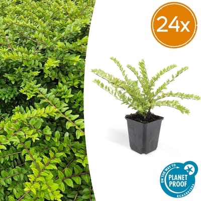 24x Buxuskamperfoelie, Lonicera nitida maygruen - 10-25cm - Ø9cm struikkamperfoelie ,natuurlijk gekweekt