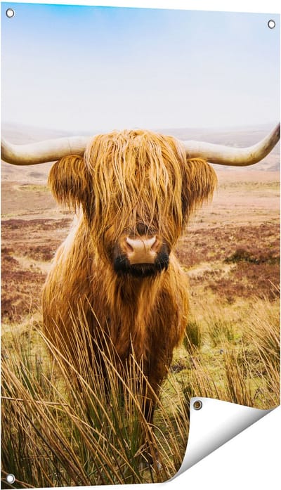 Gards Tuinposter Schotse Hooglander Koe in het Veld - 60x90 cm - Tuindoek - Tuindecoratie - Wanddecoratie buiten - Tuinschilderij