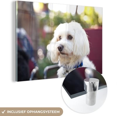 ® Glasschilderij 180x120 cm - Schilderij acrylglas - Schattige Maltezer hond - Foto op glas - Muurdecoratie woonkamer - Wanddecoratie slaapkamer - Schilderijen