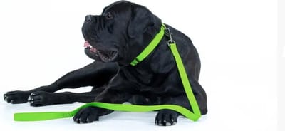 WAUDOG Waterproof Hondenlijn / Hondenriem - Collartex - Groen - Breedte 25 mm - Lengte 122 cm - Geschikt voor grote honden