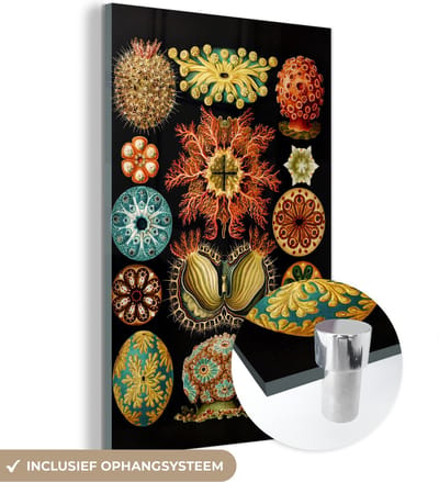 MuchoWow® Glasschilderij 40x60 cm - Schilderij acrylglas - Vintage - Ernst Haeckel - Zeedier - Natuur - Zee - Kunst - Foto op glas - Schilderijen