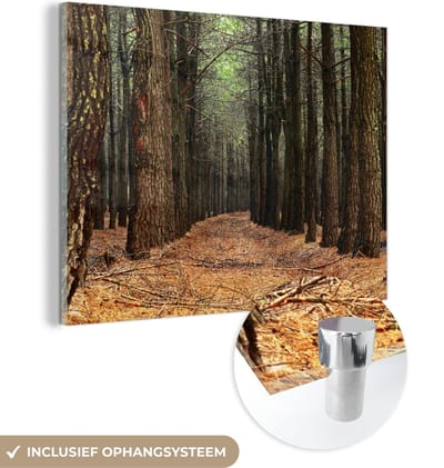 MuchoWow® Glasschilderij 40x30 cm - Schilderij acrylglas - Herfst - Landelijke decoratie - Bos - Foto op glas - Schilderijen