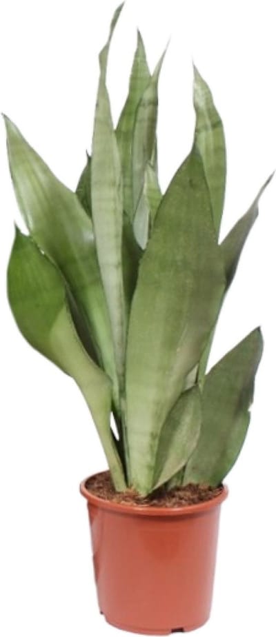 Plantenboetiek.nl | Sansevieria Moonshine - Ø17cm - 50-60cm hoog - Kamerplant - Groenblijvend - Cactus & Vetplanten