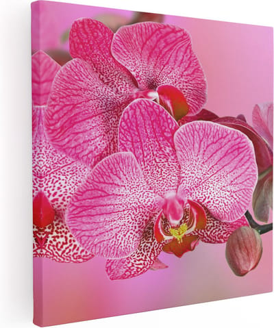 Artaza Canvas Schilderij Orchidee - 80x80 cm - Wanddecoratie Bloemen - Muurdecoratie Woonkamer - Schilderijen Op Canvas Roze