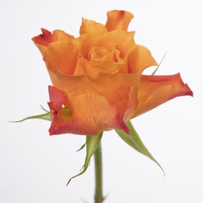 20x Rosa mariyo! 60cm
