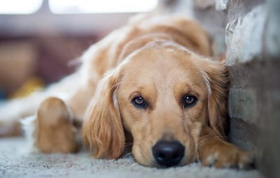 Dieren Puzzel - 1000 Stukjes - Ontspanning Thuis - Houten Materiaal - Niet Gespecificeerd - Meerdere Kleuren