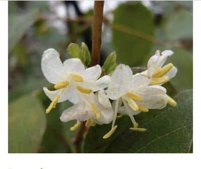 Lonicera fragrantissima - Winterkamperfoelie, Struikkamperfoelie 40 - 50 cm in pot