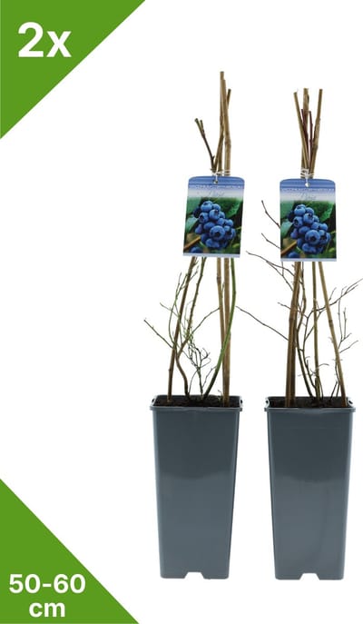 GARDENZO - Blauwe Bes in 2 liter pot - 50-60 cm set van 2