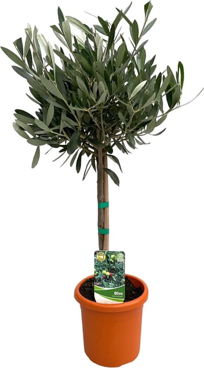 Plantenboetiek.nl | Olea Europaea op stam - Ø15cm - 50-60cm hoog - Tuinplant