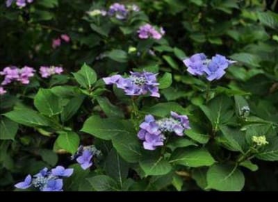 Hydrangea macr. 'Blaumeise' ( 'blue sky') - Teller Hortensia , Blauwe Teller, Lacecap Hortensia 25- 30 cm in pot