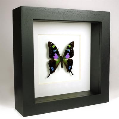 Opgezette vlinder in zwarte lijst 16x16 cm - Graphium weiskei