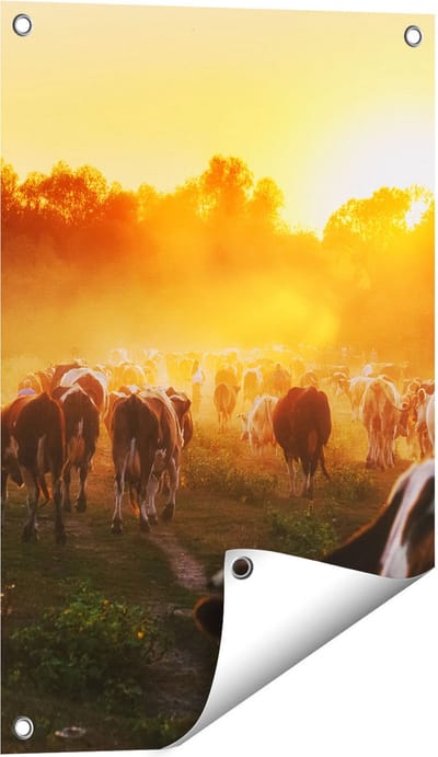 Gards Tuinposter Kudde Koeien in Weiland bij Zonsondergang - 40x60 cm - Tuindoek - Tuindecoratie - Wanddecoratie buiten - Tuinschilderij