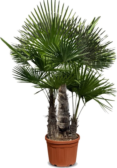 Sunny Tree - Meerstammige Palmboom - Trachycarpus fortunei - Winterharde Palmboom voor buiten - Hoogte: 210 cm