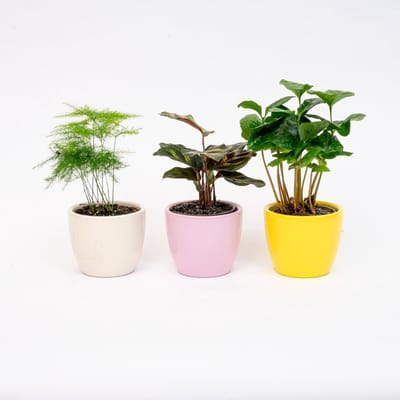 Plantenset van 3 met mini pot - Pastel Spring - Mix van vetplanten - Ø 6 cm