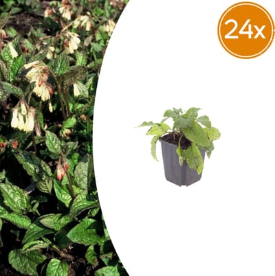 Tuinplantenshop.com | Symphytum grandiflorum | 24 stuks - Ø9cm - 10-25cm hoog - Tuinplant