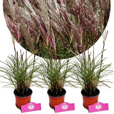 Set van 3 Prachtriet - Miscanthus sinensis 'Red Chief' - Chinees riet - Hoogte 30-40cm - 12cm pot