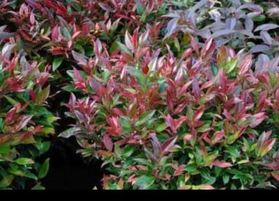 Leucothoe 'Zeblid' ('scarletta') - Druifheide 40- 50 cm in pot