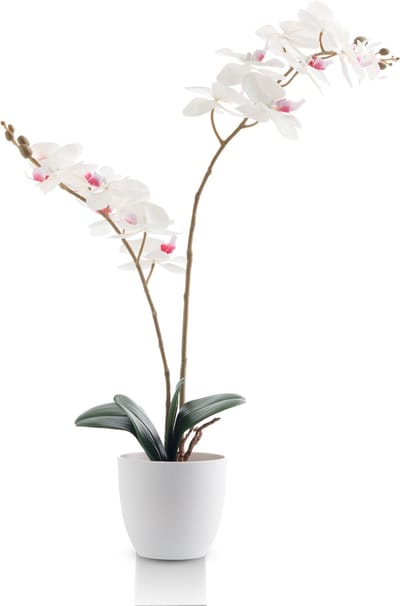 Meisterhome Kunstorchidee 65 cm – Realistische Phalaenopsis Orchidee – Bloeiende Kunstplant – Onderhoudsvrij – Witte Bloemen – In Pot – Luxe Woondecoratie