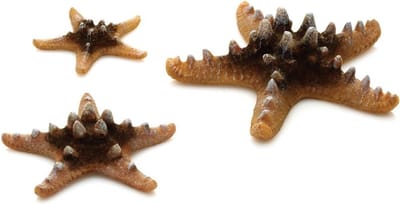 Biorb zeester set - natuurlijk