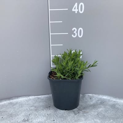 Plants Online - Tuinplanten - Vaste planten - Set van 1 - Dianthus deltoides 'Brilliant' - 2 liter pot - Plant