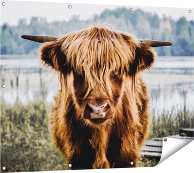 Gards Tuinposter Schotse Hooglander Koeienkop bij een Meer - 120x90 cm - Tuindoek - Tuindecoratie - Wanddecoratie buiten - Tuinschilderij