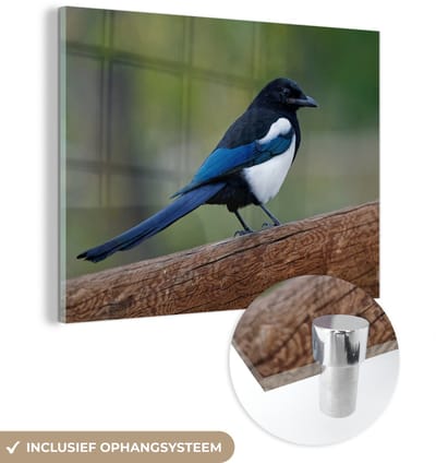 ® Glasschilderij 160x120 cm - Schilderij acrylglas - Ekster - Vogel - Tak - Foto op glas - Muurdecoratie woonkamer - Wanddecoratie slaapkamer - Schilderijen