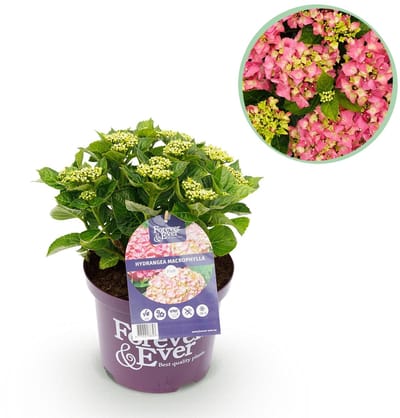 Green boutiQ - Terrasplant - Hortensia - Hydrangea Forever & Ever - Roze - 7-12 Bloemen - Pot 23cm Hoogte 55cm
