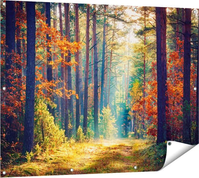 Gards Tuinposter Herfstbos met Zonneschijn - Kleur - 120x90 cm - Tuindoek - Tuindecoratie - Wanddecoratie buiten - Tuinschilderij