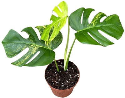 Monstera Deliciosa Aurea - Kamerplant - Potmaat Ø17 cm