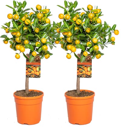 Bloomique - Set van 2 - Citrus Calamondin - Kamer-Sinaasappel - Citrusboom - Fruitboom - Tuinplanten - Hoogte 50-70 cm - Pot 19 cm
