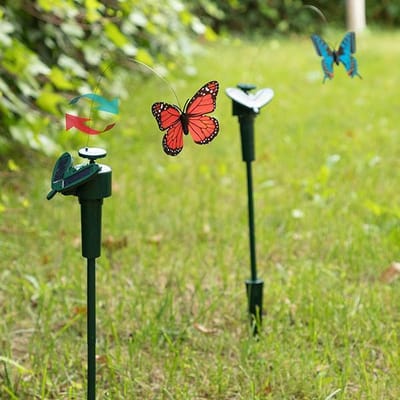 Vlinder Zon Fluttering