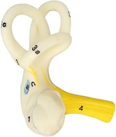 Anatomie Model - Anatomisch Model