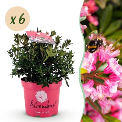 Green boutiQ - Dwerg Rhododendron - Rhododendron Bloombux Magenta - Bloeiende Buxus - Weinig Onderhoud - Roze Bloem - 6 Planten - Pot 17cm - Hoogte 30-40cm