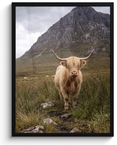 Poster in lijst - Fotolijst 60x80 cm - Posters - Schotse hooglander - Bergen - Grasveld - Posterlijst zwart - Decoratie - Wanddecoratie woonkamer - Muurdecoratie slaapkamer