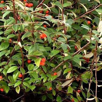 COTONEASTER FRANCHETII - Dwergmispel 60-80 cm in pot