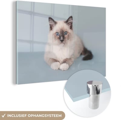 MuchoWow® Glasschilderij 30x20 cm - Schilderij acrylglas - Kat - Ragdoll Kat - Blauw - Meisjes - Kinderen - Jongens - Kindje - Foto op glas - Schilderijen