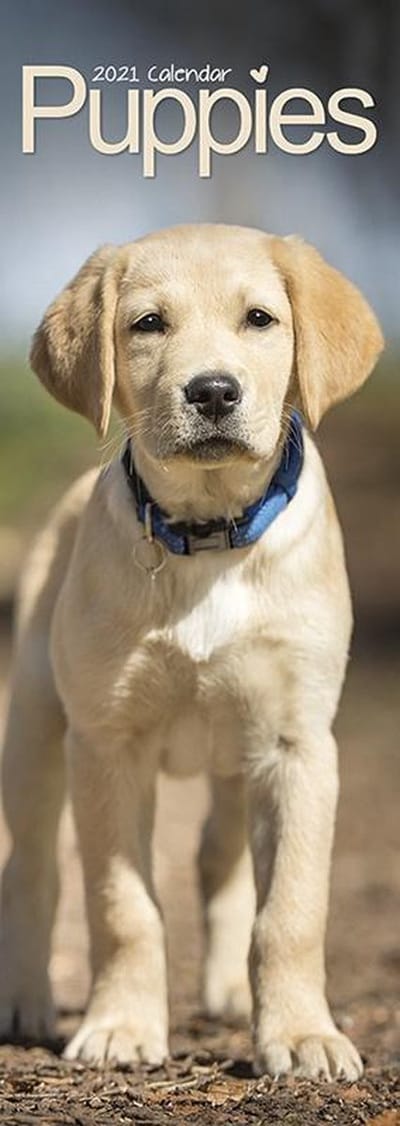 Puppies Kalender 2021 Slimline