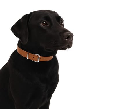 Nobleza Hondenhalsband - Maat L - Verstelbaar 40 / 51 cm - Halsband met gespsluiting - Halsband hond - Honden halsband - Bruin